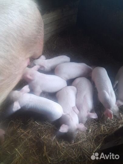 Поросята