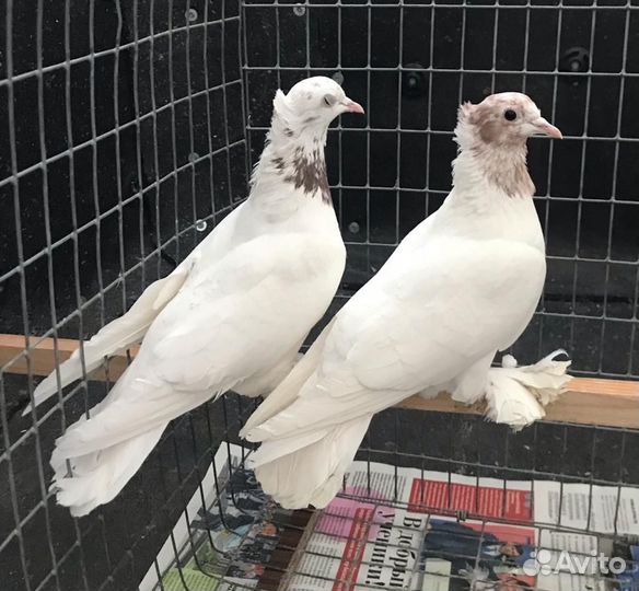 Воронежские зоревые голуби