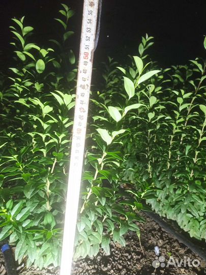 Саженцы бирючины