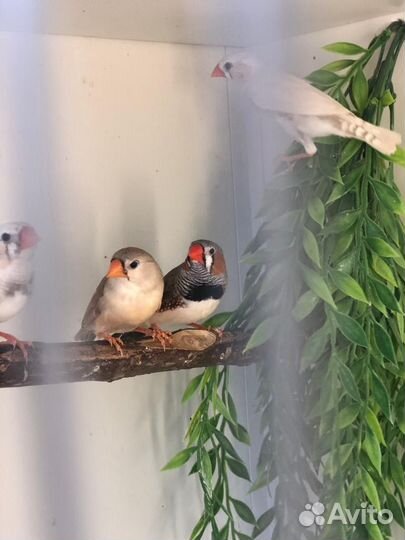 Зебровые амадины