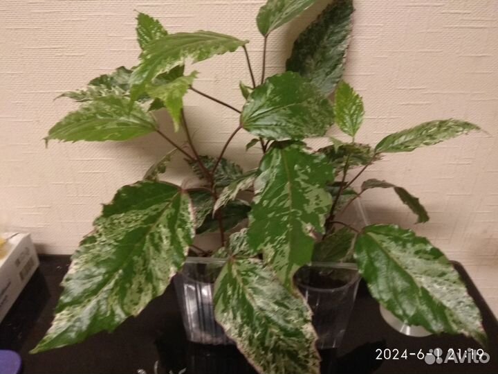 Сортовой гибискус Купера