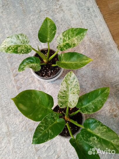 Филодендрон гигантум