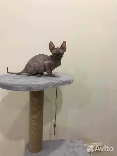 Котенок сфинкса