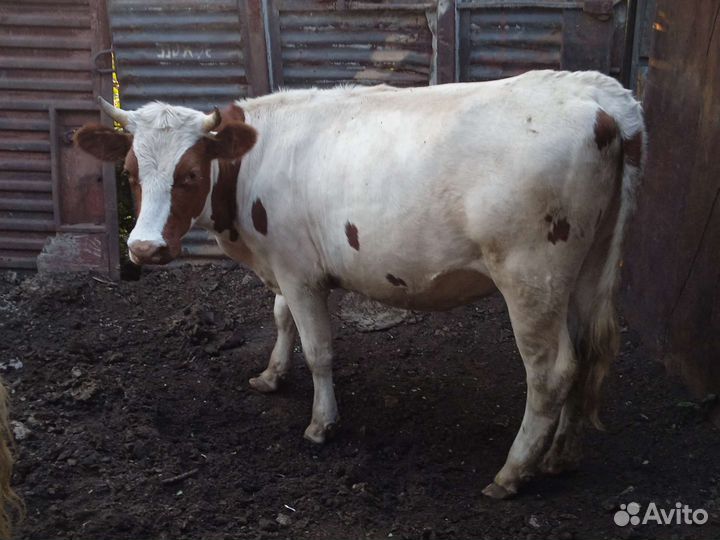 Телки стельные