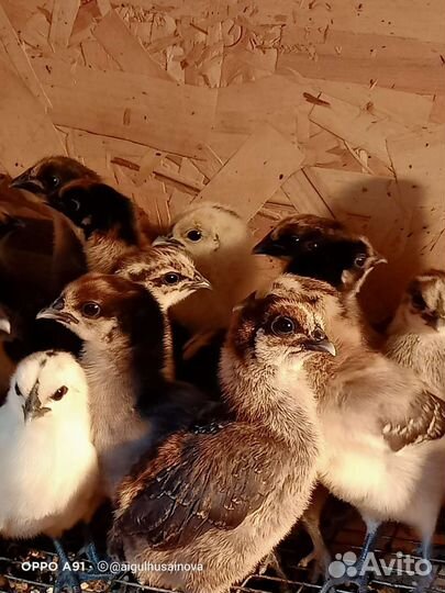 Лакеданзи серебро инкубационное яйцо