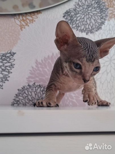 Донской сфинкс котята