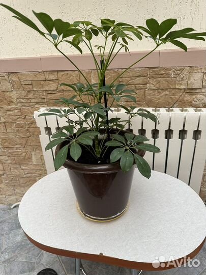 Цветок шефлера