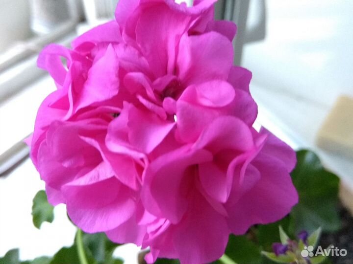 Пеларгония герань плющелистная