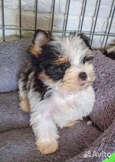 Бивер мальчишки