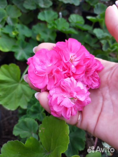 Пеларгония герань. Survivor Idols Rosalinda