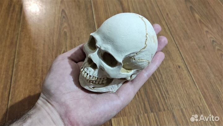 Череп из гипса (На заказ)