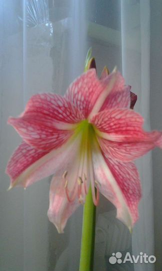 Гиппеаструм-ретикулятум