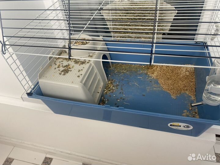 Карликовый кролик