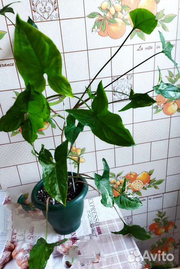 Сингониум, взрослое растение