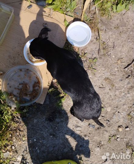 Маленькая собака в добрые руки