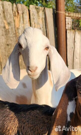 Нубийский козлик