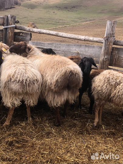 Курдючные бараны на племя