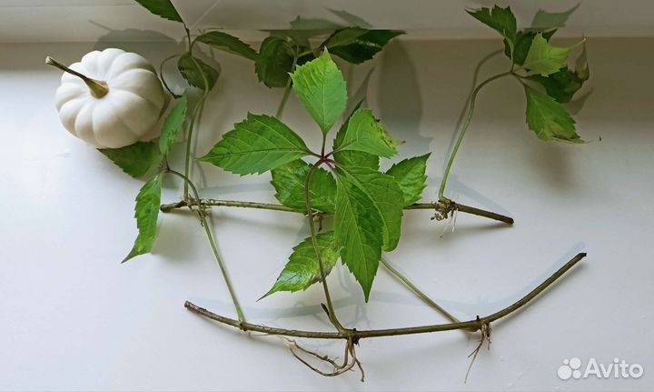 Черенки девичий виноград