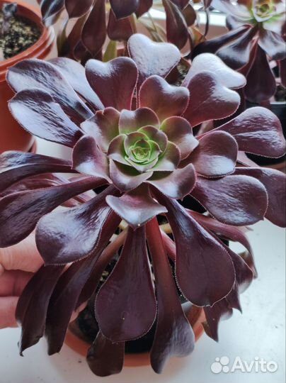 Эониум древовидный