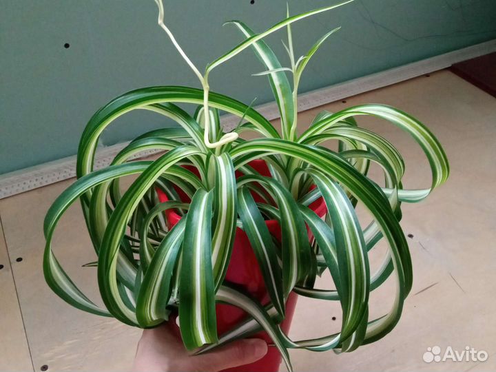 Хлорофитум кудрявый