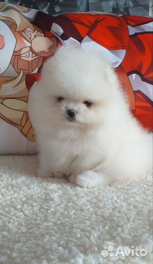 Шпиц мальчик