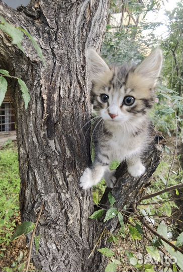 Отдам в добрые руки