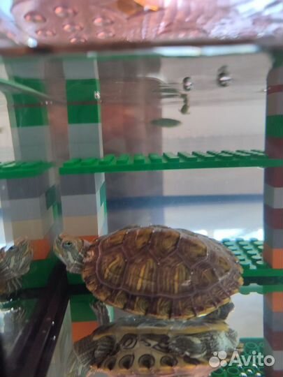 Красноухая черепаха с акватеррариумом