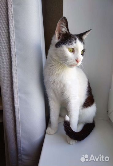 Кошка в добрые руки