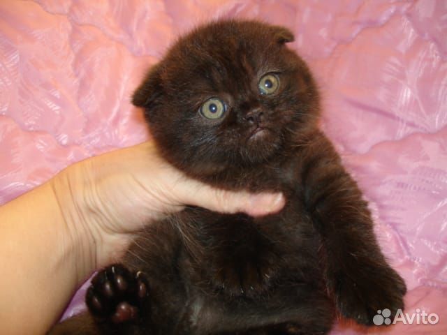 Шотландские котятки