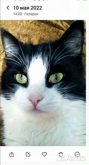 Молоденький, ласковый котенька Барсик
