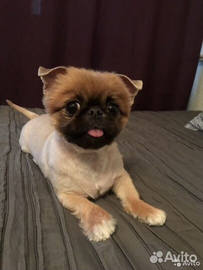 Собака для фотосессии