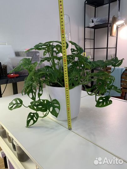 Монстера манки