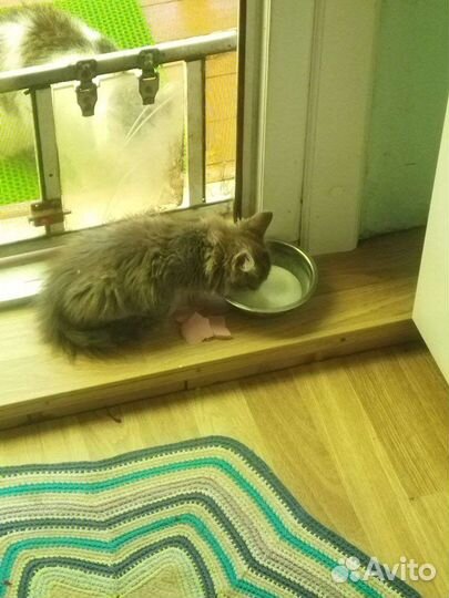 Отдам котенка