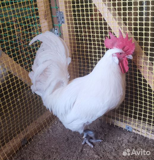 Инкубационное яйцо породистых кур