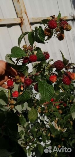 Саженцы ремонтантной малины