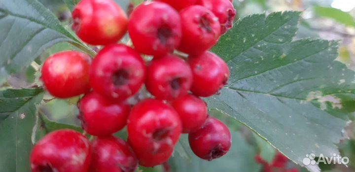 Саженцы боярышника для ягод