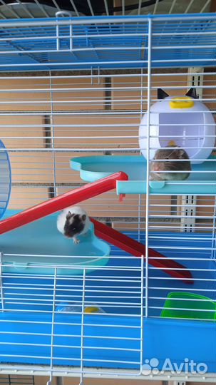 Клетки с хомяком на выбор