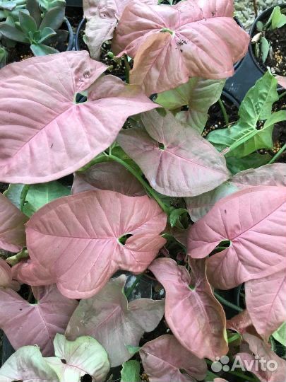 Комнатное растение Сингониум neon pink