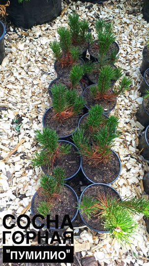 Сосна горная