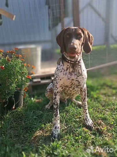 Курцхаар вязка