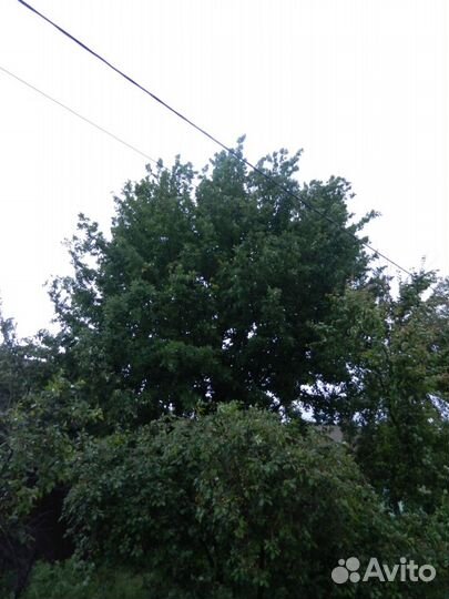 Саженцы дуба