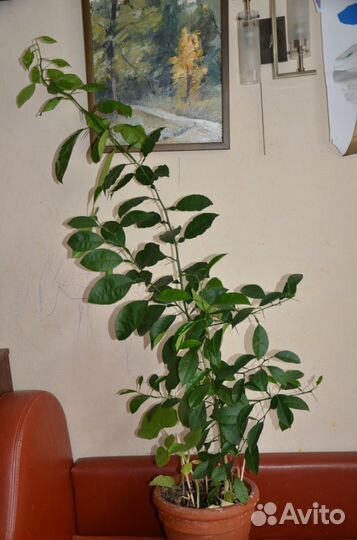 Апельсин дерево 1м 40см