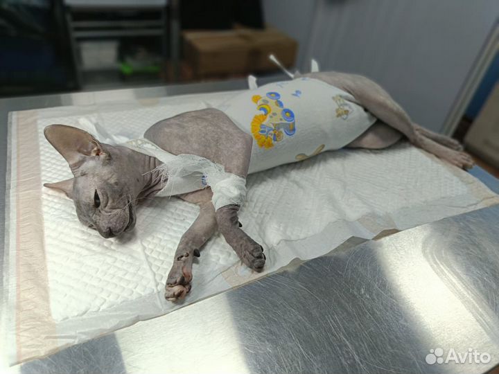 Стерилизация животных