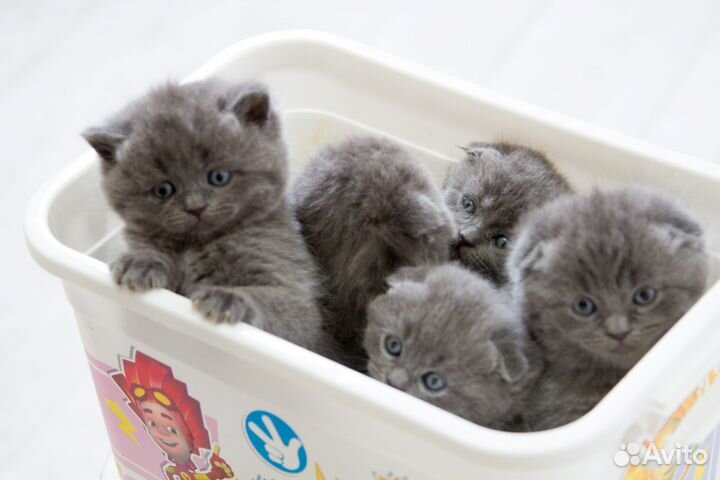 Шотландские котята