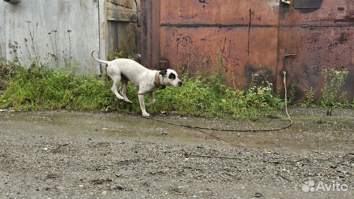 Щенок питбультерьера