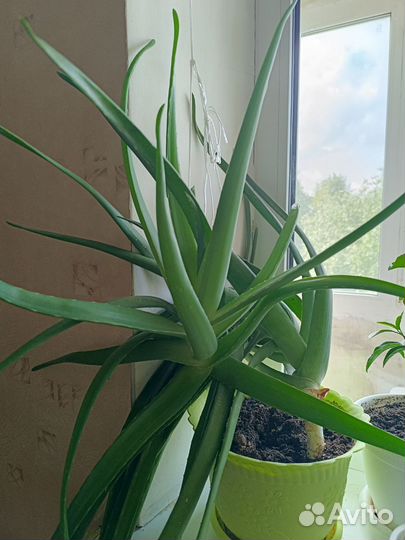 Алоэ вера лечебное