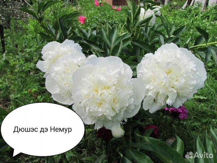 Пионы саженцы корни