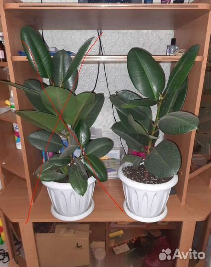 Фикус каучуконосный