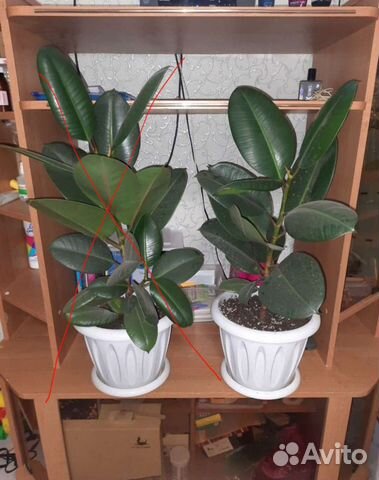 Фикус каучуконосный