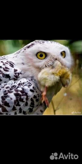 Замороженные суточные цыплята на корм животным